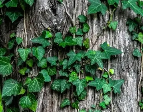 MongoDB Community Version Installation on Oracle Linux Server