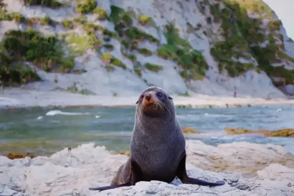 Installing MariaDB and Configuring MaxScale NoSQL Protocol Module on Oracle Linux 8